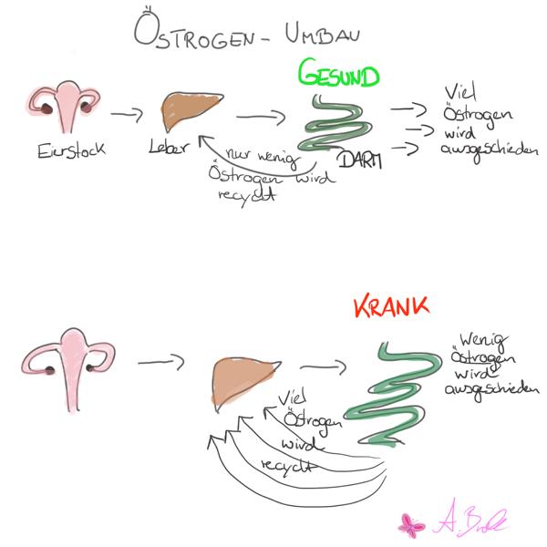 Östrogen Umbau