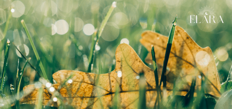 Mit Bachblüten ins neue Jahr